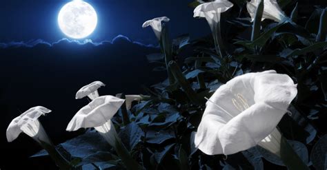 Unraveling the Enigma: Understanding the Magical Properties of Moonflowers